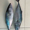Замороженные рыбы целый Skipjack Tuna для продажи